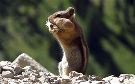다람쥐는 음식을 먹을 HD 배경 화면