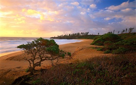 해안, 바다, 해변, 잔디, 모래, 나무, 구름, 일출 HD 배경 화면