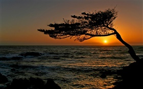 해안, 나무, 실루엣, 일몰 HD 배경 화면