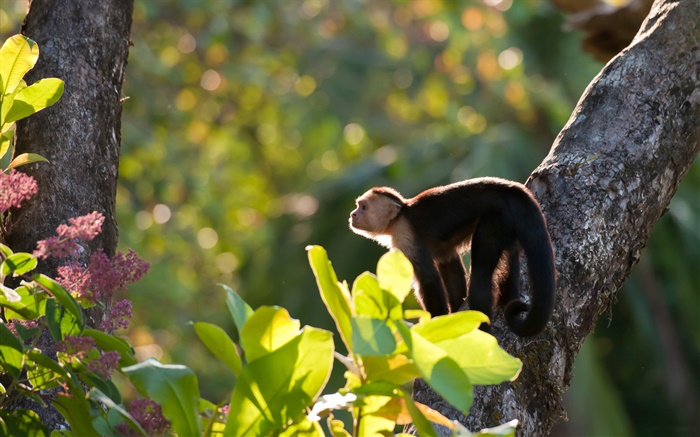 코스타리카, 원숭이, 숲 배경 화면 그림