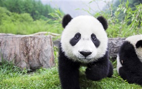 귀여운 동물, 흰색 검은 색, 팬더 HD 배경 화면