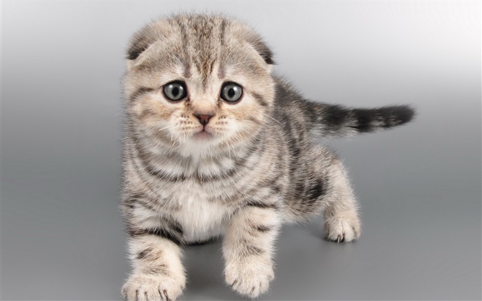귀여운 회색 고양이, 얼굴 배경 화면 그림
