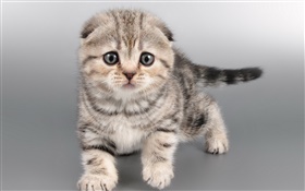 귀여운 회색 고양이, 얼굴 HD 배경 화면