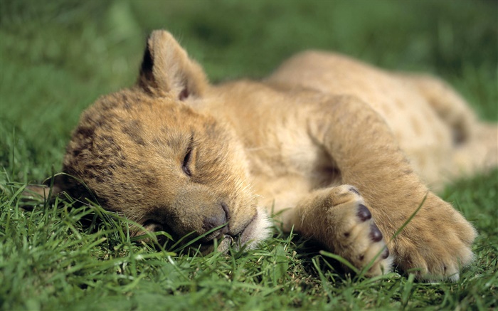 귀여운 사자 수면 배경 화면 그림