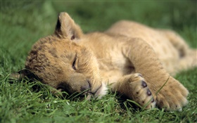 귀여운 사자 수면
