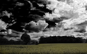 어두운 구름, 나무, 농지 HD 배경 화면