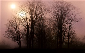 새벽, 나무, 일출 HD 배경 화면