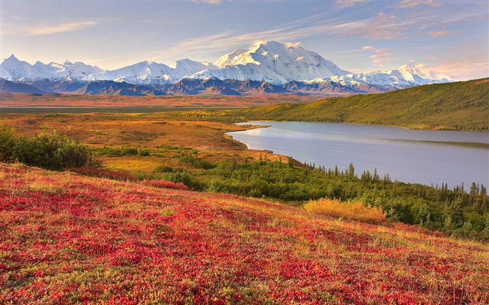 데날리 국립 공원, 알래스카, 미국, 잔디, 호수, 산 배경 화면 그림