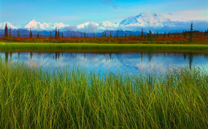 데날리 국립 공원, 알래스카, 미국, 호수, 잔디, 나무 배경 화면 그림