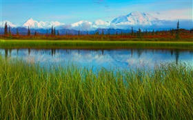 데날리 국립 공원, 알래스카, 미국, 호수, 잔디, 나무 HD 배경 화면