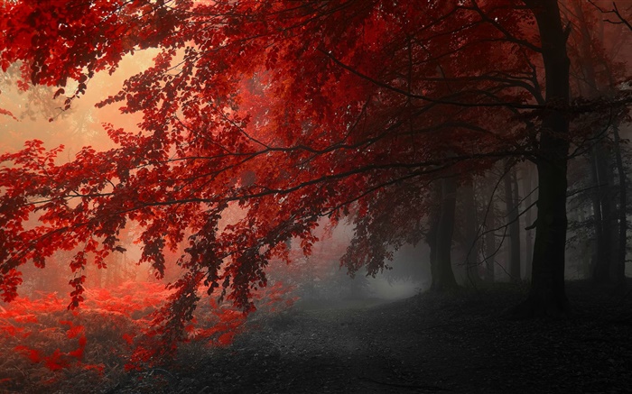 황혼, 가을, 숲, 단풍 배경 화면 그림