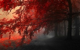 황혼, 가을, 숲, 단풍