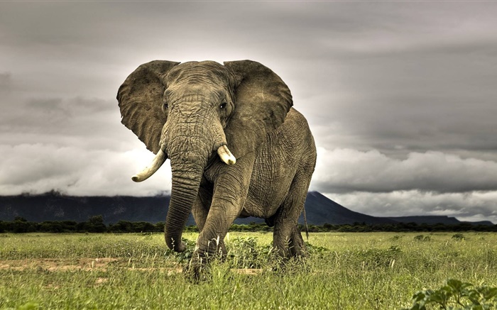 코끼리 근접 촬영, 잔디 배경 화면 그림