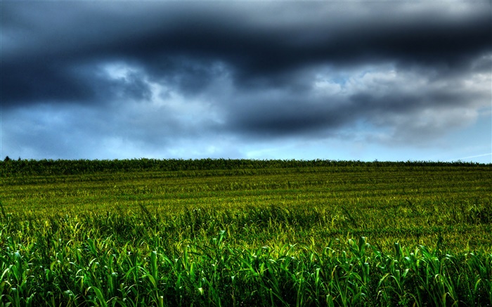 농지의 풍경, 구름, 황혼 배경 화면 그림