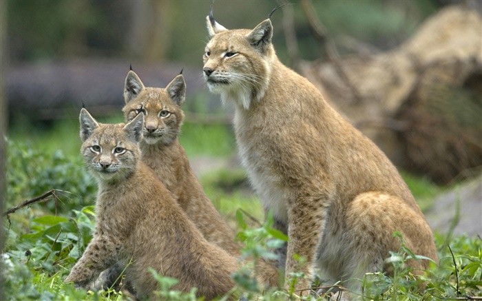 Serval의 가족을 고양이 속 배경 화면 그림
