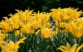 꽃, 황색 튤립 HD 배경 화면