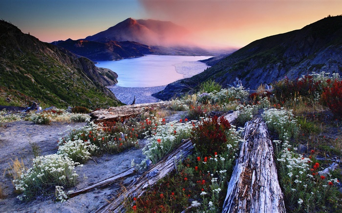 꽃, 경사, 화산 호수, 나무, 산, 새벽, 안개 배경 화면 그림