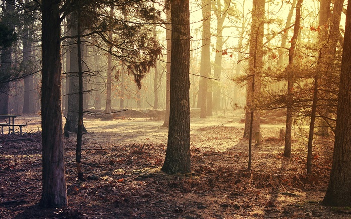 숲, 나무, 가을 배경 화면 그림