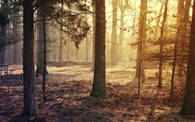 숲, 나무, 가을 HD 배경 화면