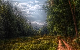 숲, 나무, 경로, 구름 HD 배경 화면