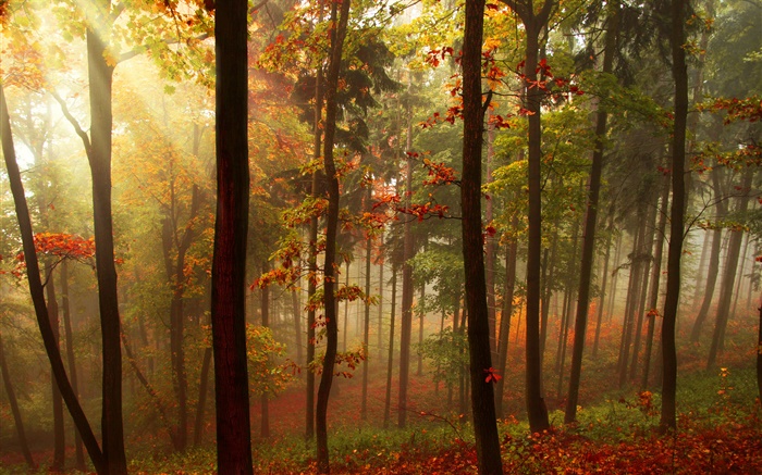 숲, 나무, 태양 광선, 가을 배경 화면 그림