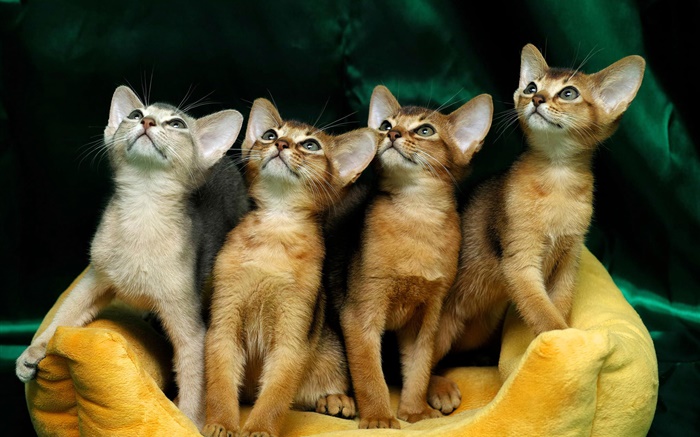 4 개의 귀여운 새끼 고양이 배경 화면 그림