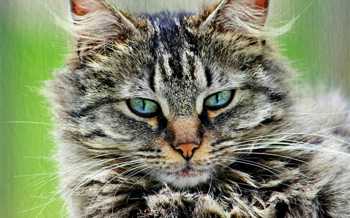 모피 스트라이프 회색 고양이 배경 화면 그림