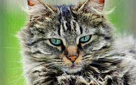 모피 스트라이프 회색 고양이 HD 배경 화면