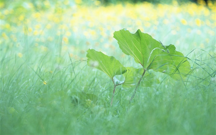잔디, 잎, 여름 배경 화면 그림