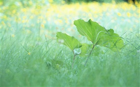 잔디, 잎, 여름 HD 배경 화면