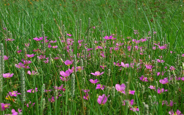 잔디, 분홍색 야생화 배경 화면 그림