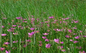 잔디, 분홍색 야생화 HD 배경 화면