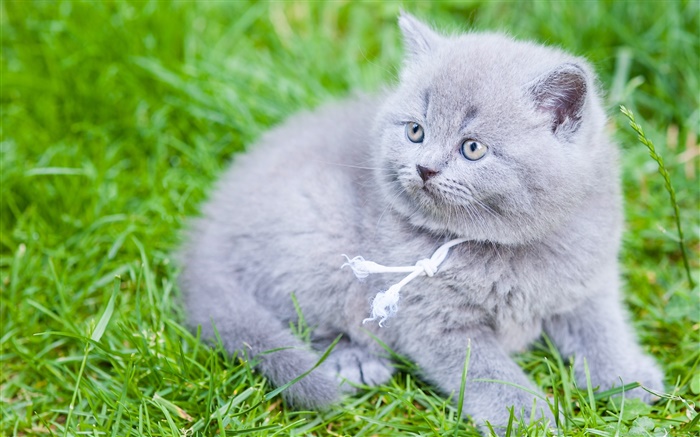 회색 영국 쇼트 헤어, 고양이, 푸른 잔디 배경 화면 그림