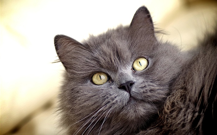 회색 고양이, 노란 눈 배경 화면 그림