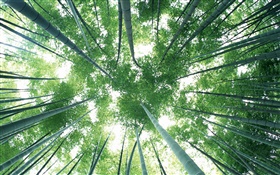 녹색 대나무 숲, 하늘, 눈부심 HD 배경 화면