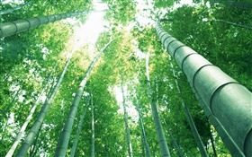 녹색 대나무, 태양 광선 HD 배경 화면