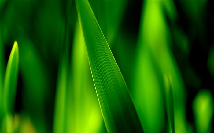 녹색 잔디 블레이드 매크로 배경 화면 그림