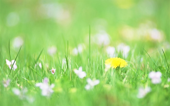 푸른 잔디, 노란 꽃, 나뭇잎 배경 화면 그림