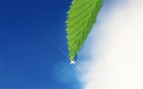 녹색 잎, 푸른 하늘, 눈부심, 이슬 HD 배경 화면