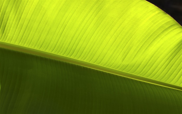 녹색 잎 매크로 근접 배경 화면 그림