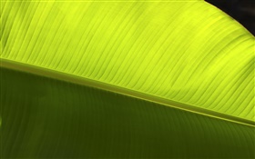 녹색 잎 매크로 근접 HD 배경 화면