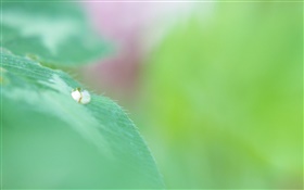 녹색 잎 매크로, 물, 나뭇잎 HD 배경 화면
