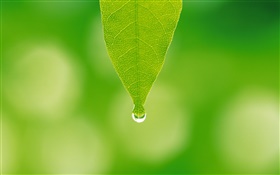 녹색 잎, 물, 나뭇잎 HD 배경 화면
