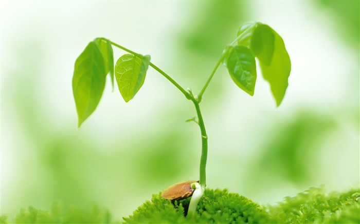 녹색 잎, 봄 녹색 촬영 배경 화면 그림