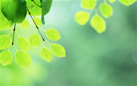 녹색 나뭇잎, 나뭇 가지, 물 방울 HD 배경 화면