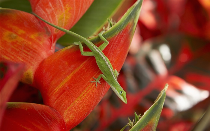 녹색 도마뱀, 붉은 꽃잎 배경 화면 그림