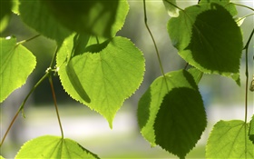 녹색 사랑의 마음 잎
