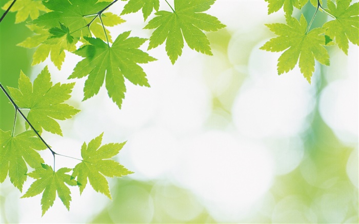 녹색 단풍 나무, 나뭇잎 잎 배경 화면 그림