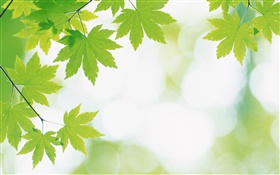 녹색 단풍 나무, 나뭇잎 잎 HD 배경 화면