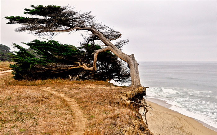 하프 문 베이, 캘리포니아, 미국, 해안, 나무 배경 화면 그림